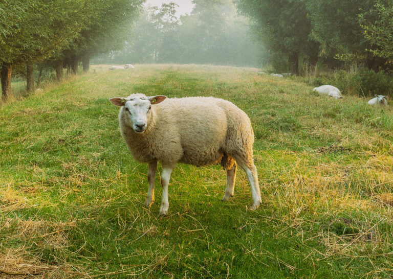 Buy Only Organic Products